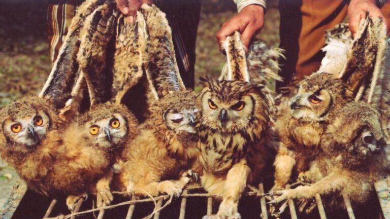 ullu