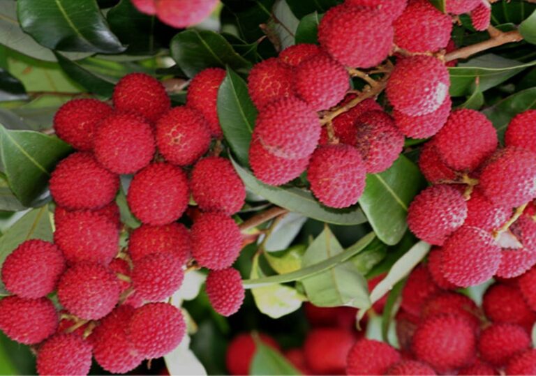 lichi