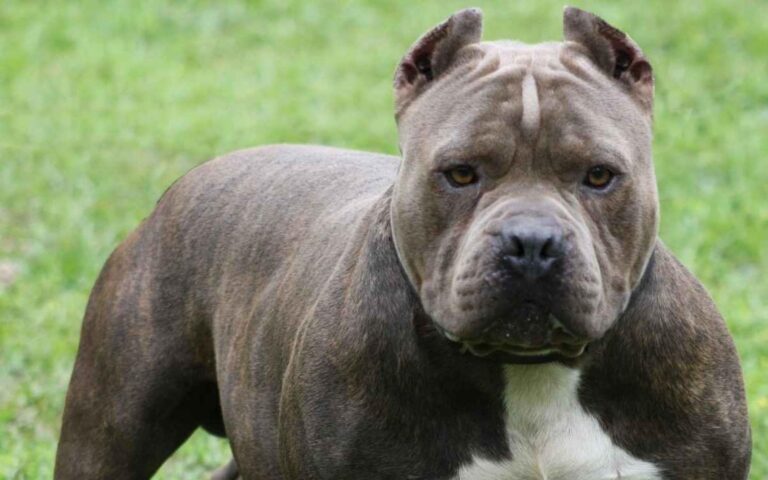 pitbull dog