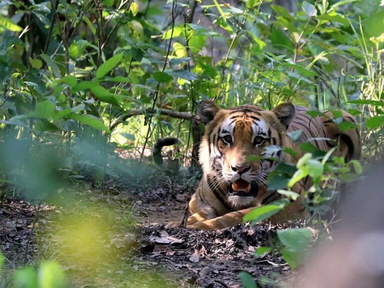 वन विभाग ने उत्तराखंड में बाघों और तेंदुओं पर कैनाइन डिस्टेंपर वायरस (सीडीवी) के खतरे का पता लगाने का किया फैसला