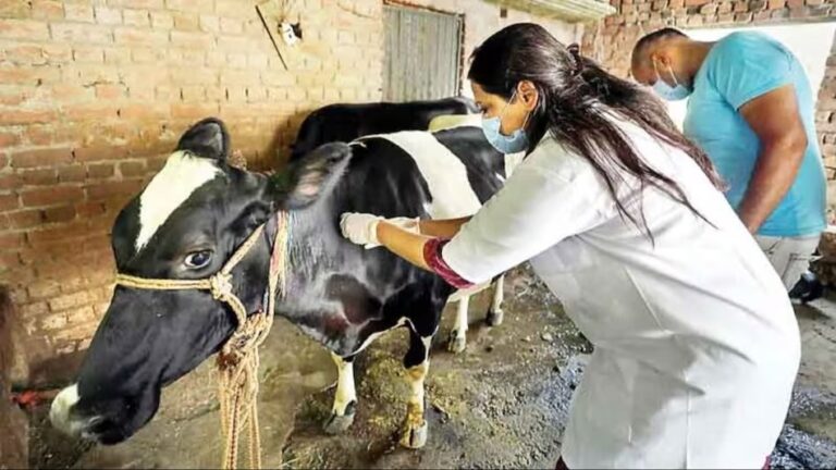 animal doctor