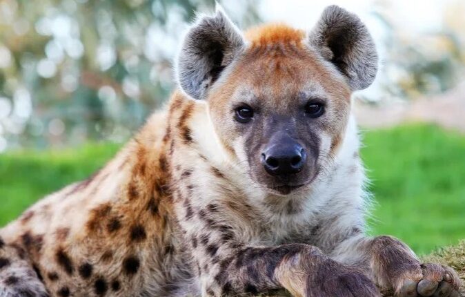 कॉर्बेट टाइगर रिजर्व में लकड़बग्घा 2016 से दिख ही नहीं रहा, क्या विलुप्त हो गया लकड़बग्घा