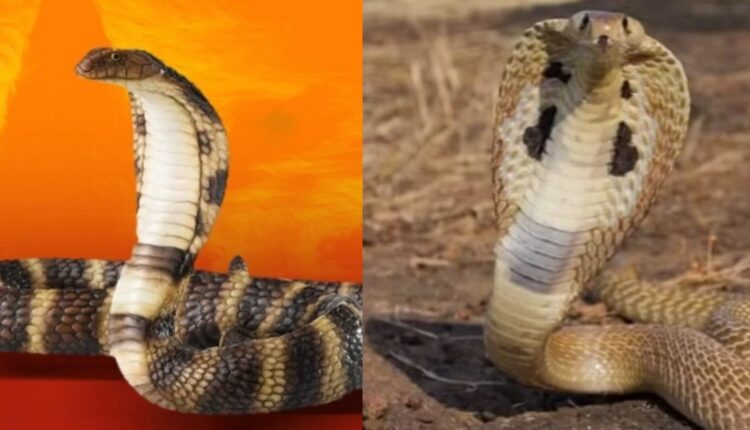 भारतीय प्रौद्योगिकी संस्थान रुड़की के प्रो. सुनील वाजपेयी और पोस्ट-डॉक्टरल फैलो देबजीत दत्ता ने सांप की एक प्राचीन प्रजाति की खोज की, वासुकी रखा गया नाम...जानिए क्यों