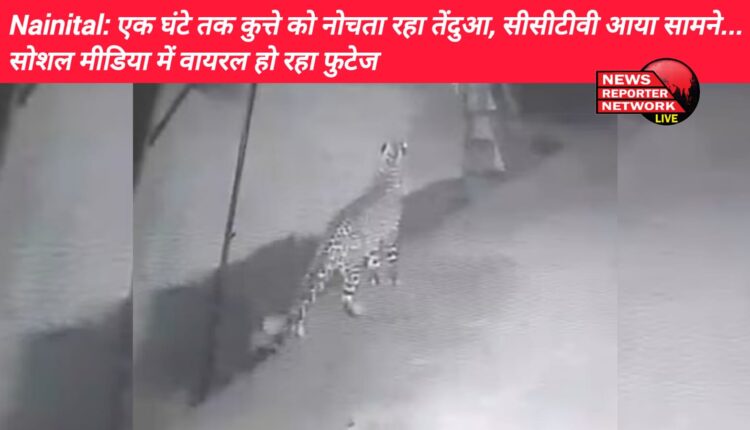 नैनीताल में तल्लीताल क्षेत्र में एक बार फिर तेंदुआ कुत्ते का शिकार करता हुआ सीसीटीवी कैमरे में कैद, सोशल मीडिया में वायरल होने के बाद लोगों में भय का माहौल