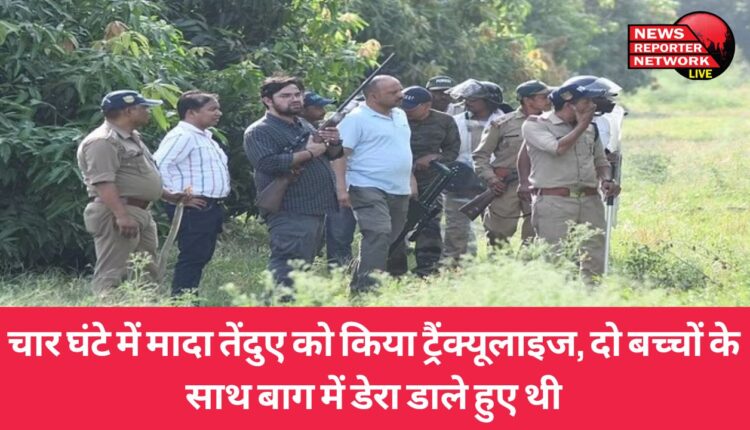 हल्द्वानी के लामाचौड़ खाम में 4 दिन से आम के बगीचे 2 बच्चों के साथ डेरा जमाए मादा तेंदुआ को वन विभाग की टीम ने 4 घंटे की मशक्कत के बाद ट्रैंक्यूलाइज कर पकड़ लिया लेकिन तेंदुए के दोनों बच्चे टीम के पकड़ में नहीं आए।