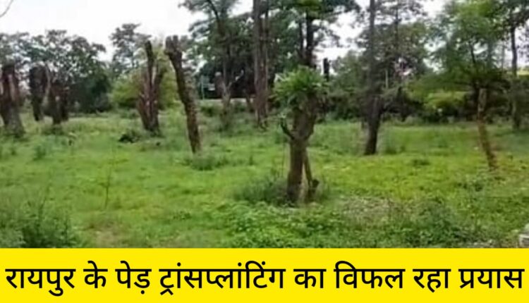 रायपुर के पेड़ ट्रांसप्लांटिंग का विफल रहा प्रयास