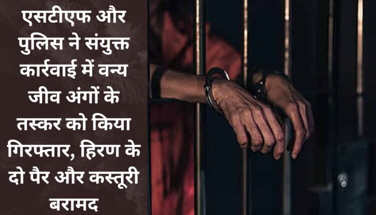 STF and police arrested smuggler of wildlife parts in joint action, two legs of deer and musk recovered