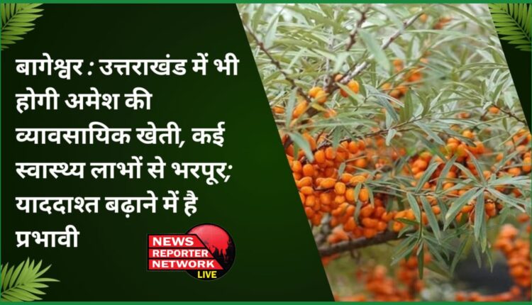 Bageshwar Commercial cultivation of Amesh will be done in Uttarakhand also, full of many health benefits; Is effective in increasing memory