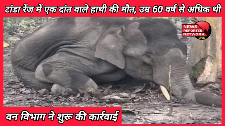 Udham Singh Nagar News One tusk elephant dies in Tanda range, age was more than 60 years; Forest department started action