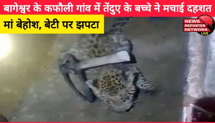 Leopard cub created panic in Bageshwar's Kafauli village, mother fainted, attacked daughter