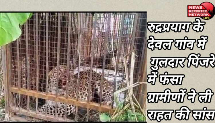 Leopard trapped in cage in Dewal village of Rudraprayag, villagers heaved a sigh of relief