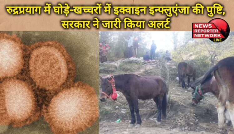Equine influenza confirmed in horses and mules in Rudraprayag, government issues alert