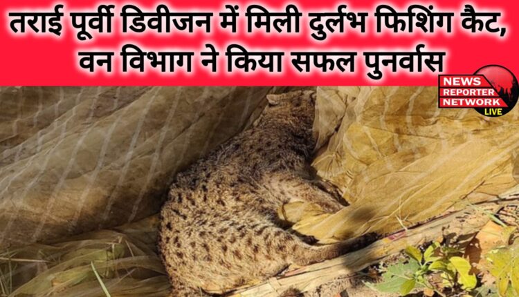 Rare fishing cat found in Terai Eastern Division, Forest Department successfully rehabilitated it