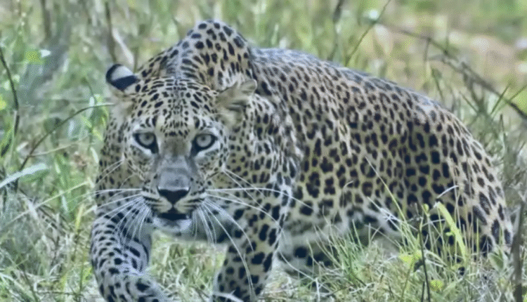 A woman injured in a leopard attack died due to lack of road, villagers raised the demand for road construction