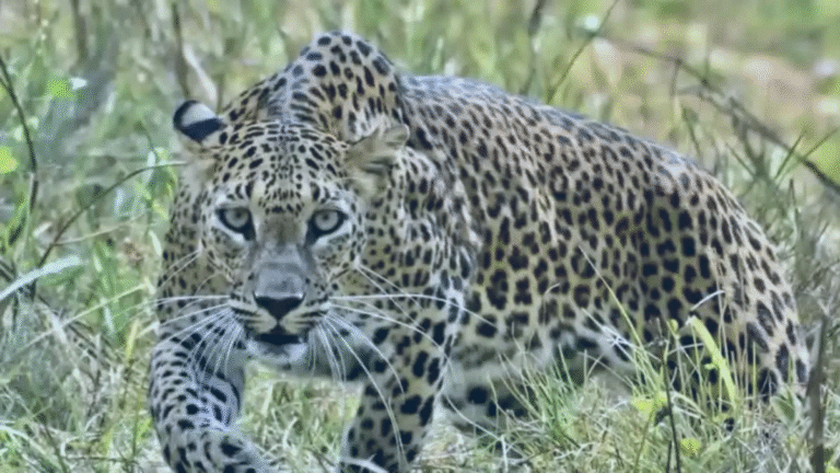 A woman injured in a leopard attack died due to lack of road, villagers raised the demand for road construction