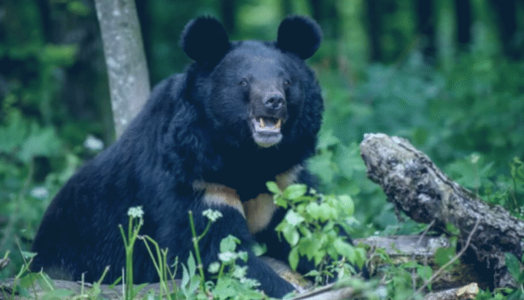 Bear attacks woman in Nandanagar, severe injuries on hands and back, discharged after treatment