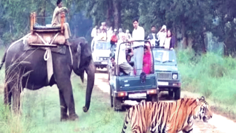 Elephant safari may start again in Corbett and Rajaji Tiger Reserve, permission may be granted from the next tourist season