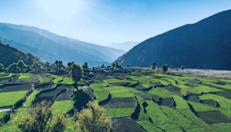 Natural camphor will now smell in Uttarakhand Farmers will get a new crop option