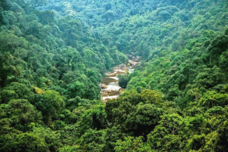 World Environment Day More than 350 forests of Uttarakhand are dedicated to gods, they are still protected by tradition
