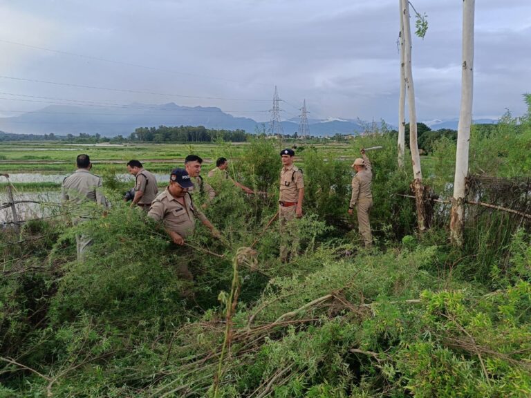 Police took major action against drug smuggling in slums, 23 suspects detained, cannabis cultivation destroyed
