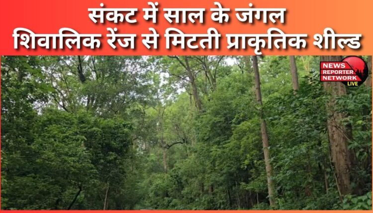 Sal forests in danger Natural shield disappearing from Shivalik range