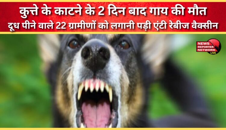 A cow dies two days after being bitten by a dog; 22 villagers who drank its milk have to be administered the anti-rabies vaccine.