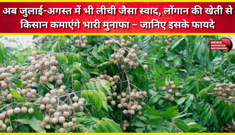 Longan cultivation will bring huge profits to farmers, with a lychee-like taste even in July and August – learn about its benefits