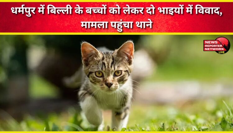 Two brothers quarrel over kittens in Dharampur, the matter reaches the police station.