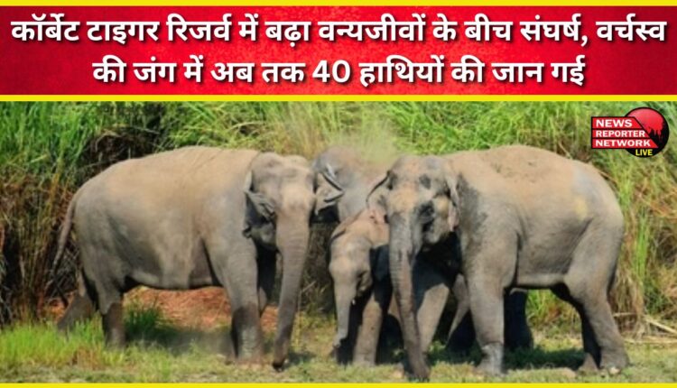 Wildlife conflict escalates in Corbett Tiger Reserve, with 40 elephants killed in the battle for supremacy.