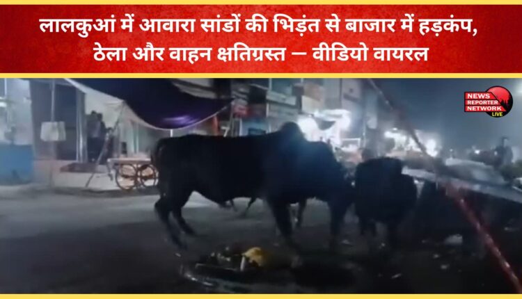 A clash between stray bulls in Lalkuan caused panic in the market, damaging carts and vehicles – video goes viral