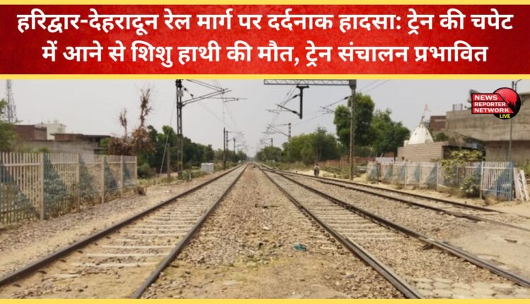 Tragic accident on Haridwar-Dehradun railway line Baby elephant dies after being hit by train, train operations affected