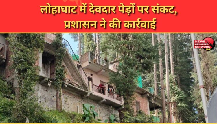 Cedar trees in danger in Lohaghat, administration takes action