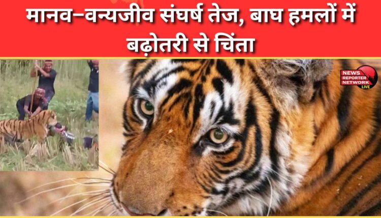 Human-wildlife conflict intensifies, rising tiger attacks cause concern