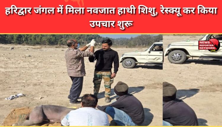 Newborn baby elephant found in Haridwar forest, rescued and treatment started