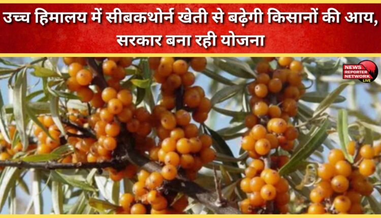 Seabuckthorn cultivation in the high Himalayas will increase farmers' income, the government is making a plan
