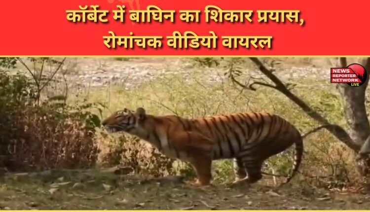 Tigress's hunting attempt in Corbett, thrilling video goes viral