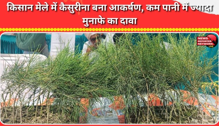 Casuarina became an attraction in the farmers' fair, claiming more profits with less water