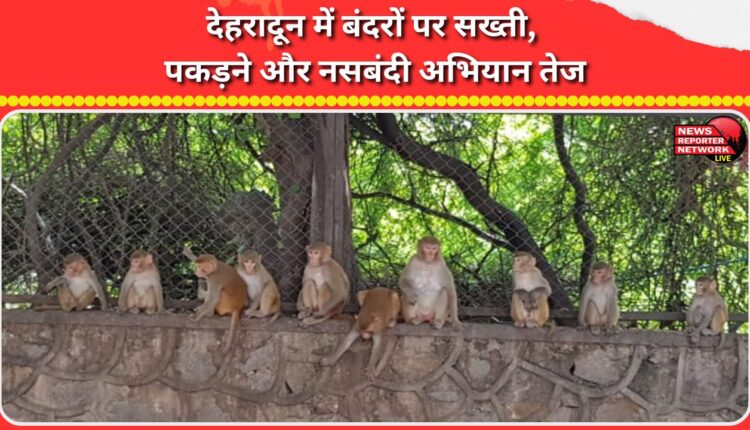 Crackdown on monkeys in Dehradun, catching and sterilization campaign intensified
