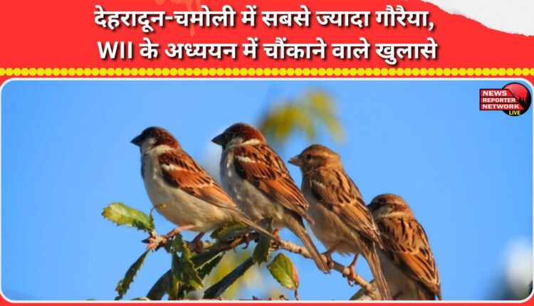 Dehradun-Chamoli have the highest number of sparrows, shocking revelations in WII study
