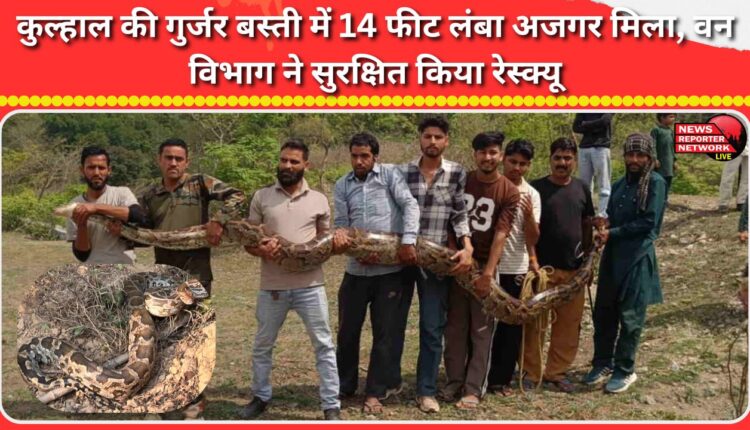 A 14-foot-long python was found in the Gurjar settlement of Kulhal, and the forest department safely rescued it.
