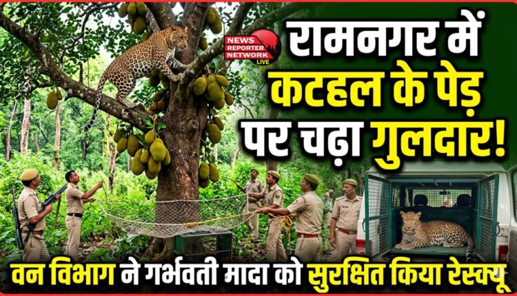A leopard climbed a jackfruit tree in Ramnagar, and the forest department rescued the pregnant female.