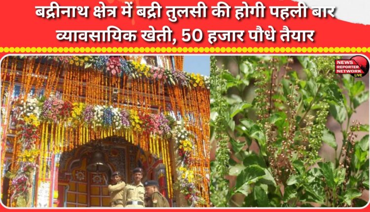 Badri Tulsi will be cultivated commercially for the first time in the Badrinath region, with 50,000 plants ready.