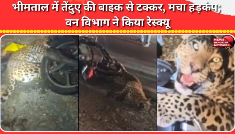 Leopard collides with bike in Bhimtal, causing panic; Forest Department rescues it