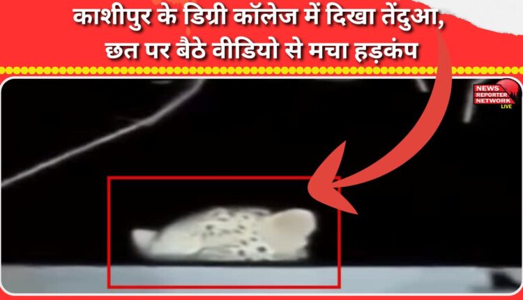 Leopard spotted at Kashipur Degree College; video of leopard sitting on rooftop causes stir