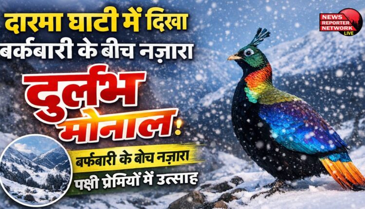Rare Monal spotted amid snowfall in Darma Valley, sparking excitement among birdwatchers