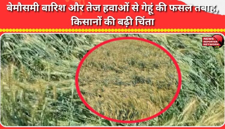 Unseasonal rains and strong winds have devastated the wheat crop, raising concerns for farmers.