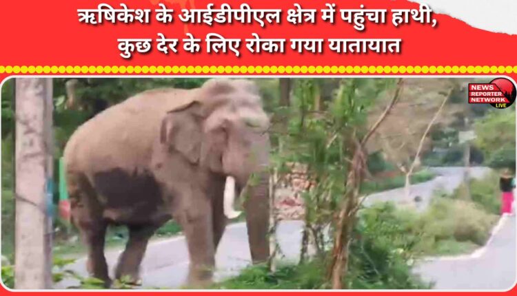 Elephant enters IDPL area of ​​Rishikesh, traffic halted for some time