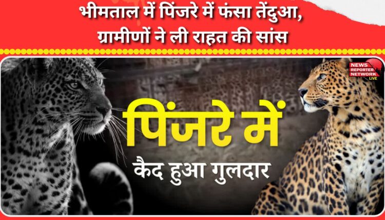Leopard trapped in cage in Bhimtal, villagers heave a sigh of relief