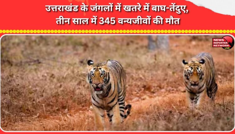 Tigers and leopards are in danger in the forests of Uttarakhand, 345 wild animals died in three years.