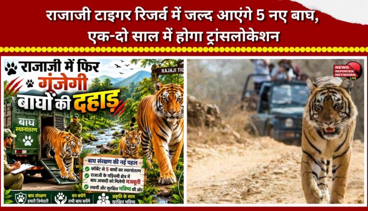 Five new tigers to arrive soon at Rajaji Tiger Reserve; translocation to take place within one or two years.